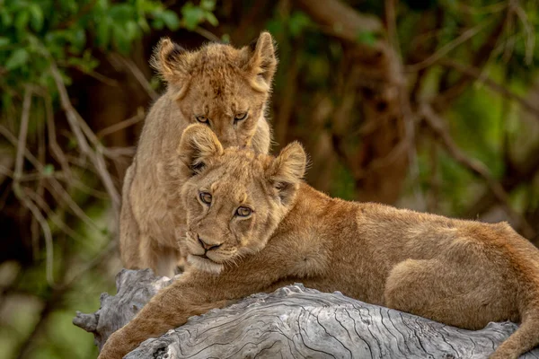 Lion Cubs Sitting Fallen Tree Kruger National Park South Africa 로열티 프리 스톡 이미지