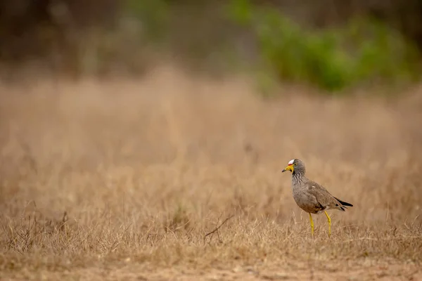 Wattled Lapwing Standing Grass Kruger National Park South Africa 스톡 이미지