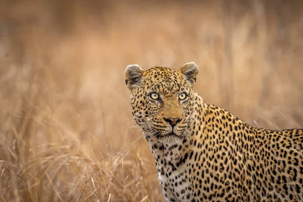 Close Starring Leopard Kruger National Park South Africa 스톡 사진