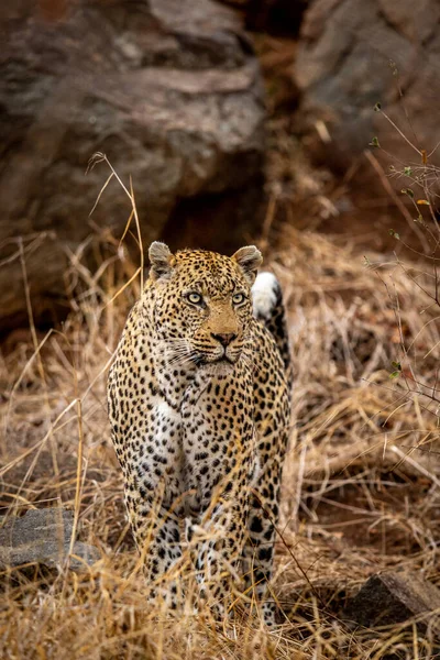 Big Male Leopard Standing Bush Kruger National Park South Africa 로열티 프리 스톡 사진