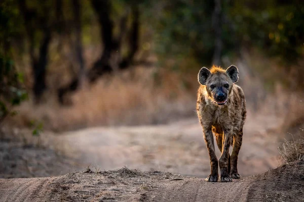 Spotted Hyena Walking Camera Kruger National Park South Africa 스톡 이미지