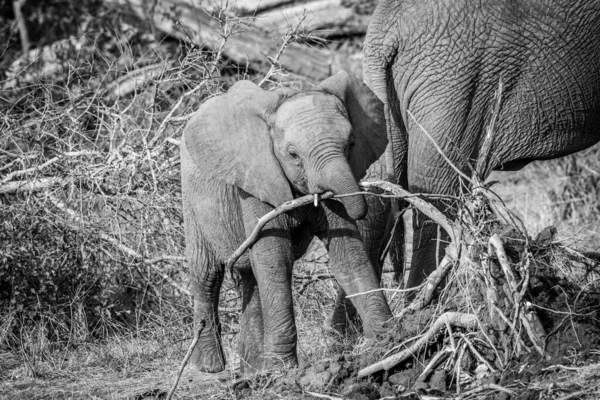 Baby Elephant Calf Playing Branch Black White Kruger National Park 스톡 사진