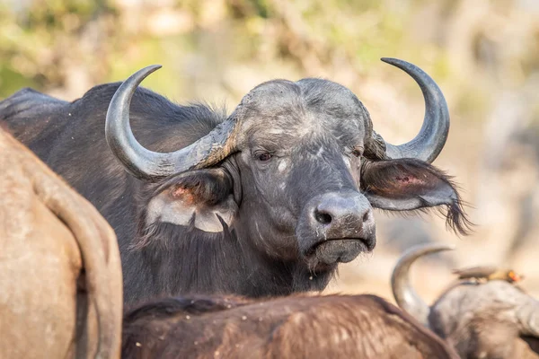 Close African Buffalo Starring Camera Kruger National Park South Africa 스톡 사진
