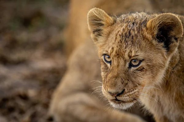Close Lion Cub Face Kruger National Park South Africa 스톡 이미지