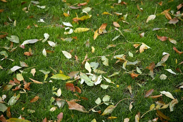 Beautiful Background Green Grass Fallen Yellow Leaves City Park — Zdjęcie stockowe