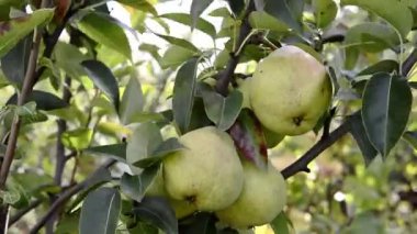Ağaç dallarında olgunlaşmamış organik armutlar. Meyve bahçesinde rüzgarda sallanan yapraklar. Yakın plan. Çevre dostu meyveler. Armut bahçesi