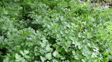 Bahçedeki yeşil maydanoz yaprakları çiftliğini kapatın. Rüzgarda sallanan yeşiller. Seçici odak. 