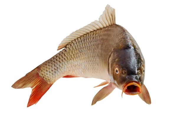 Sıçrayışta Ağzı Açık Sazan Balığı Şaşırmış Şaşırmış Şaşırmış Bir Yüz — Stok fotoğraf