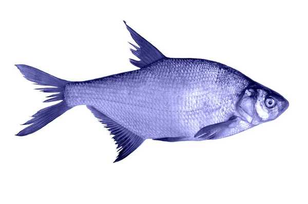 Peixe Dourado Cru Recentemente Capturado Isolado Cor Ano 2022 Muito — Fotografia de Stock