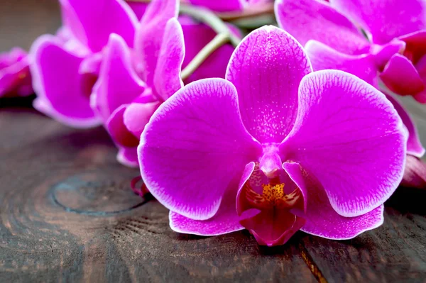Hermosas Flores Orquídea Phalaenopsis Rosa Sobre Fondo Madera Oscura Primer — Foto de Stock