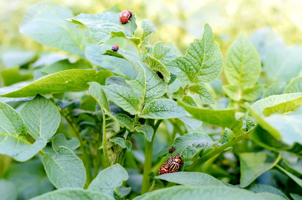 Kumbang Kentang Colorado Serangga Pada Dedaunan Kentang Alam Latar Belakang — Stok Foto