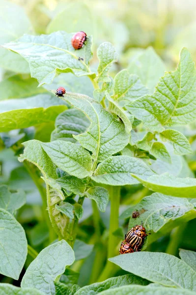 Colorado Kumbang Kentang Dan Larva Merah Merangkak Dan Makan Daun — Stok Foto