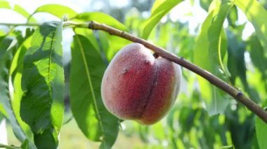 Bahçedeki ağaçta olgun şeftali, yakın plan. Bahçe işleri, eko çiftlikleri, tarım.