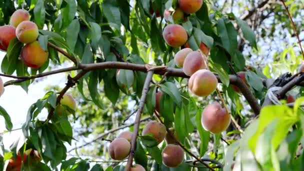 Mulțime Piersici Coapte Copac Randament Ridicat Fructe Conceptul Grădinărit Ferme — Videoclip de stoc