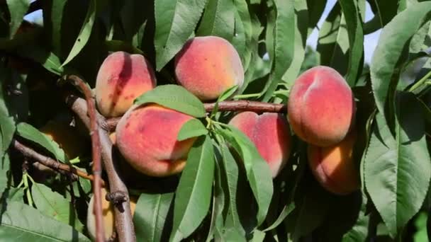 Багато Стиглих Персиків Дереві Саду Високий Урожай Літній Сонячний День — стокове відео