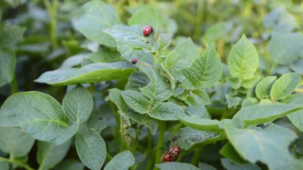 科罗拉多马铃薯甲虫和红幼虫爬行吃马铃薯叶 天然背景 农作物的虫害 — 图库视频影像