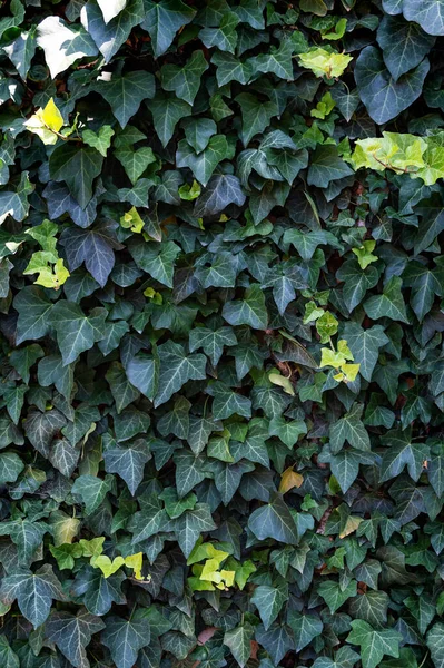 Background Dark Green Ivy Leaves Covering Wall Vertical View — Fotografia de Stock