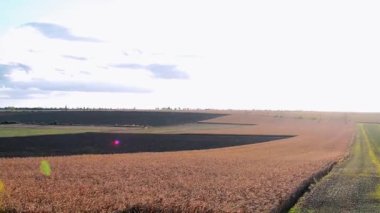 Güneşli bir günde tarım arazilerinin güzel manzarası. Ukrayna topraklarının zenginliği kavramı.