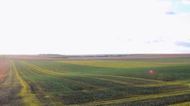Güneşli bir günde tarım alanlarının manzarası. Ukrayna buğday üretiminin dünya lideridir..