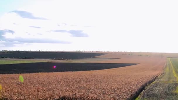 Prachtig Uitzicht Landbouwvelden Een Zonnige Dag Begrip Rijkdom Van Oekraïense — Stockvideo