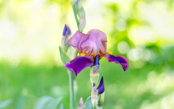 Lkbahar Doğası Arka Planında Merkezinde Güzel Bir Iris Çiçeği Var — Stok fotoğraf