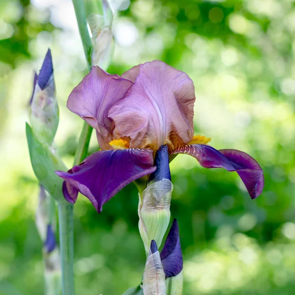 Hermosa Flor Iris Violeta Sobre Fondo Borroso Naturaleza Primaveral — Foto de Stock