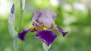 Yeşil bulanık arka planda mor iris, yakın plan. Bahçedeki mor çiçek rüzgarda sallanıyor. Yumuşak odaklı güzel bir açık hava çiçekli arka plan