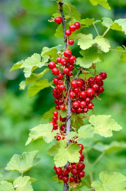 Bahçedeki bir çalılıkta olgun kırmızı frenk üzümü. Dikey görünüm. Seçici odak.