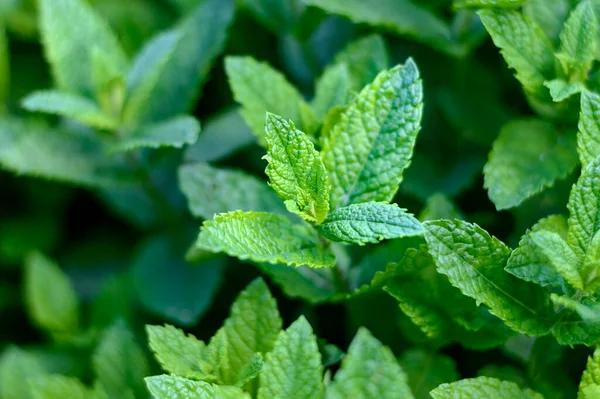 Green Fresh Mint Plant Growing Spices Herbs Cooking Cosmetology — Stok Foto