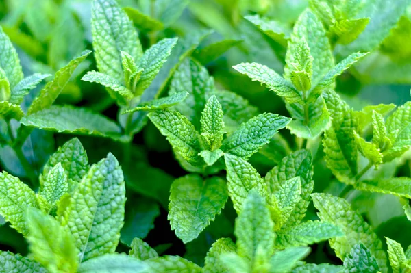 Green Mint Leaves Grows Garden Mint Leaf Texture Selective Focus — Stok Foto