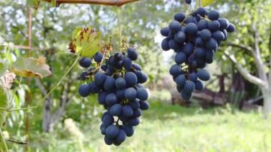 Ripe grapes in the garden on a sunny day. Bunch of blue grapes on the branches sway in the wind. Winemaking concept.