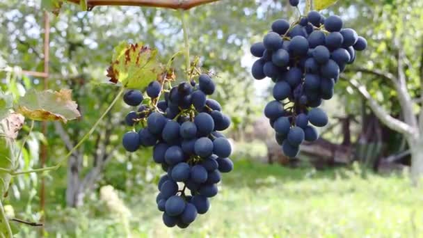 Ripe Grapes Garden Sunny Day Bunch Blue Grapes Branches Sway — Vídeo de Stock