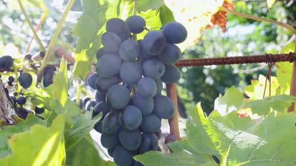 Bunch Ripe Blue Grapes Hangs Rays Sun Leaves Branches — Stock video