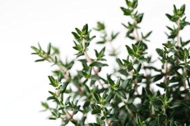 Taze organik yeşil kekik buketi. Üst görünüm, düz yatak, yalıtılmış kapalı makro görünüm aromatik bitkiler yumuşak odaklı bitki.