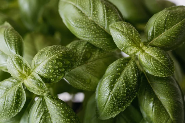 Taze organik yeşil fesleğen yaprakları ve bir damla su. Üst görünüm, düz görünüm, yumuşak odaklı aromatik bitkilerin makro görüntüsü.