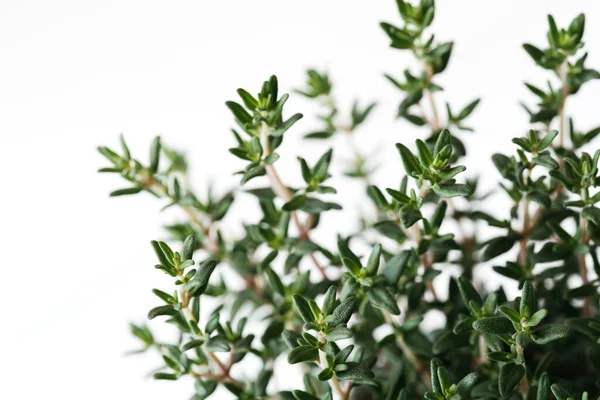 Taze organik yeşil kekik buketi. Üst görünüm, düz yatak, yalıtılmış kapalı makro görünüm aromatik bitkiler yumuşak odaklı bitki.