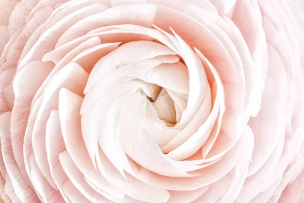 Zarif pastel pembe ranunculus çiçeğinin makro görüntüsü. Yumuşak odaklı doğal arka plan, yakın çekim doğa çiçek açan şakayık..
