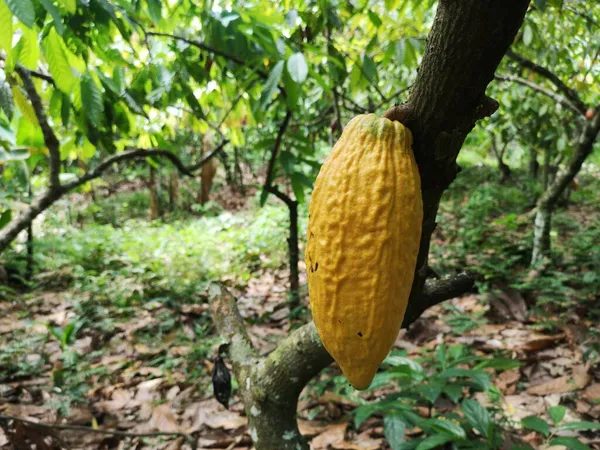 Cocoa fruit on tropical cocoa plantation in southern Bahia Brazil.