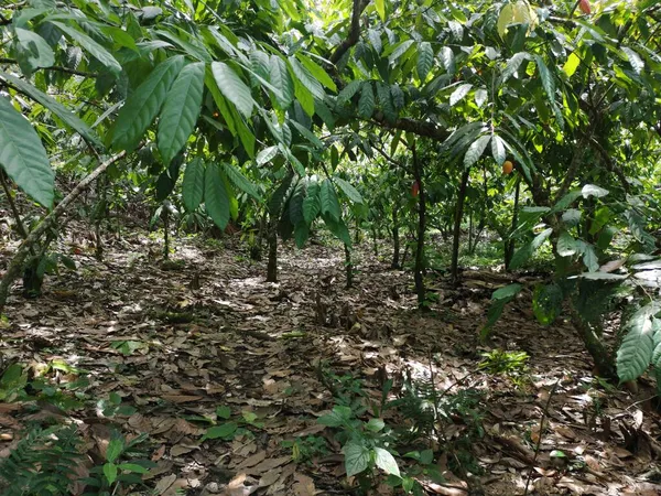 Плоды Какао Плантации Тропического Какао Юге Баия Бразилия — стоковое фото