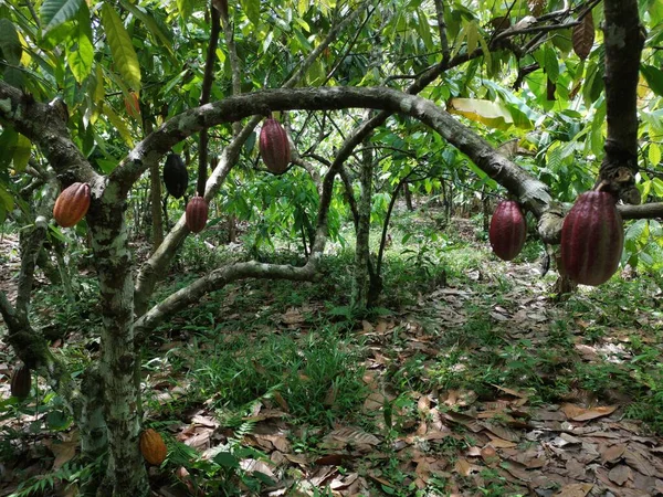 Güney Bahia Brezilya Tropikal Kakao Tarlasında Kakao Meyvesi — Stok fotoğraf