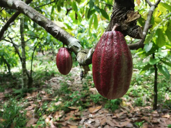 Kakaové Ovoce Tropické Plantáži Kakaa Jižní Bahii Brazílie — Stock fotografie