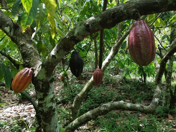 Cocoa fruit on tropical cocoa plantation in southern Bahia Brazil.