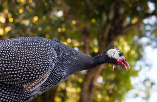 Guinea Fowl Isolated Blurred Background — Stok fotoğraf