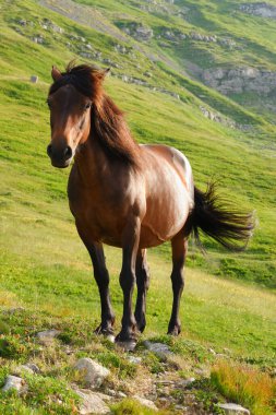 Horse in the wild on the slope of Mount Cimone Modenese Apennines 