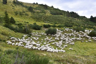 Dağlarda otlayan koyun sürüsü, trans. 