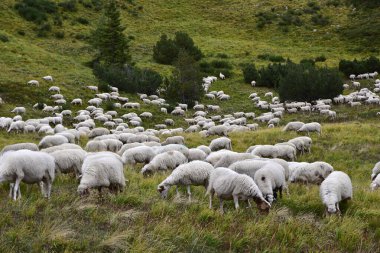 Dağlarda otlayan koyun sürüsü, trans. 