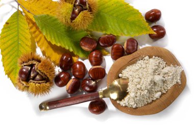 Kestane unu, kestane yaprağı ve beyaz arka planda kestane rengi kirpiler. 