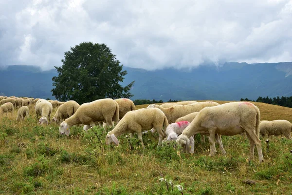 Flock Sheep Meat Grazing Mountains — Fotografia de Stock