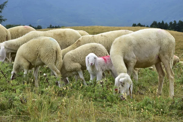 Flock Sheep Meat Grazing Mountains — Fotografia de Stock
