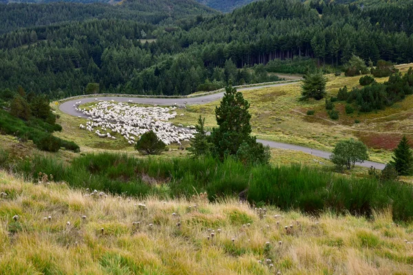 Flock Sheep Grazing Mountains Transhumance Apennine Mountains — Fotografia de Stock